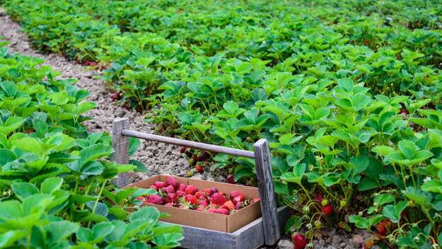 Photo de l'actualit 0006 SAISONNIERS AGRICOLES H/F POUR LA RECOLTE DES FRAISES