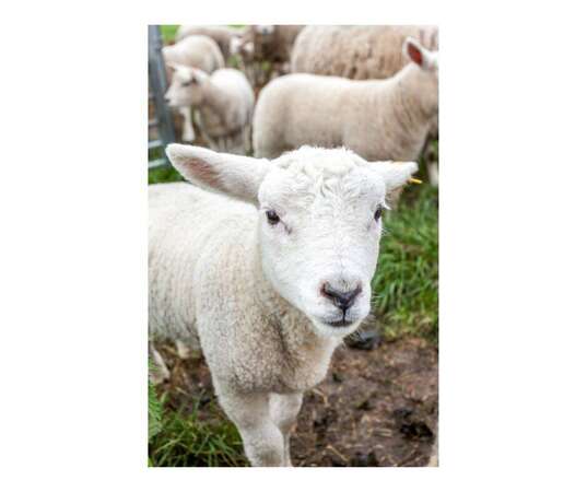 Photo de l'actualit OUVRIER AGRICOLE POLYVALENT H/F en Elevage caprin et ovin