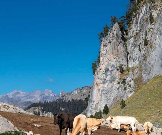 Photo de l'actualit 0073 OUVRIER AGRICOLE POLYVALENT H/F en territoire de montagne