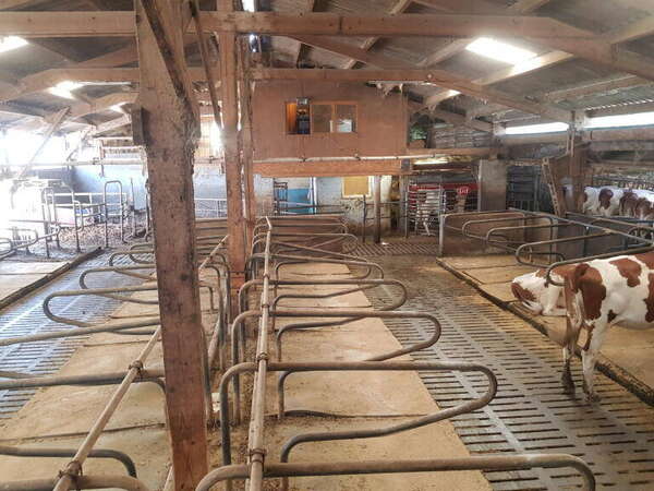 Photo de l'actualit� 0082 Ouvrier Agricole Polyvalent H/F en �levage laitier bovin