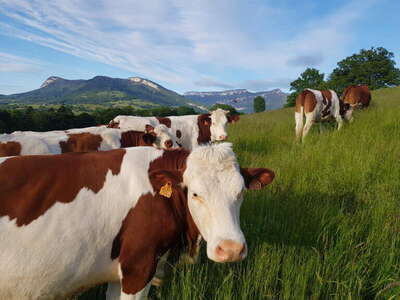 Vignette de l'acutalit� 0082 Ouvrier Agricole Polyvalent H/F en �levage laitier bovin