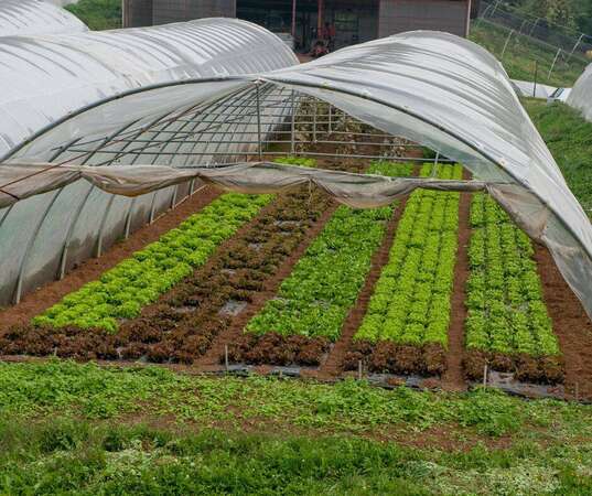 Photo de l'actualit� 0081 TRACTORISTE AGRICOLE POLYVALENT H/F en maraichage