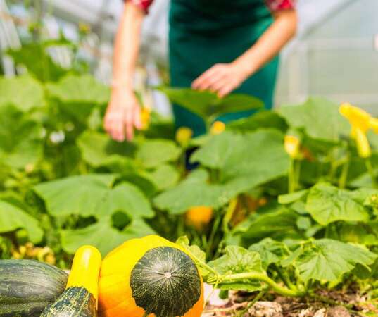 Photo de l'actualit 0034 OUVRIER AGRICOLE POLYVALENT H/F EN PRODUCTION MARAICHERE