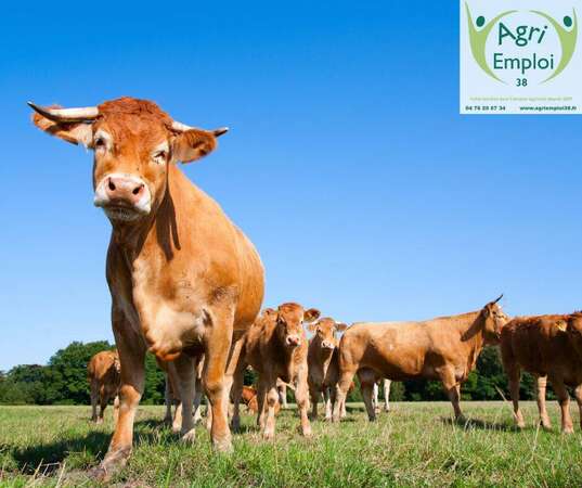 Photo de l'actualit 0071 OUVRIER AGRICOLE POLYVALENT H/F en Elevage bovin viande