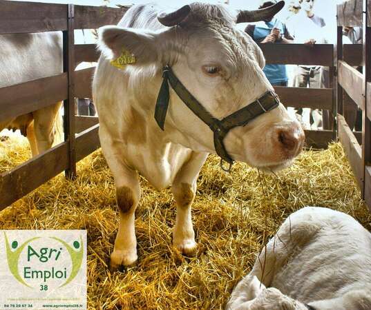 Photo de l'actualité 0074 BOUVIER H/F