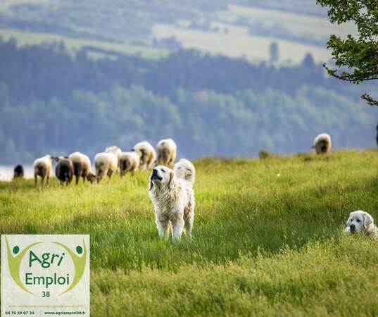 Photo de l'actualit� Berger��re d’appui pour la saison d’alpage 2026