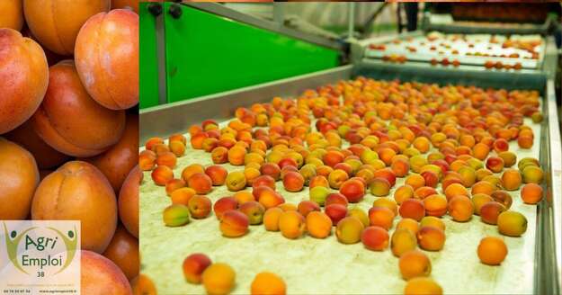 Photo de l'actualit� 0086 agent de conditionnement H/F