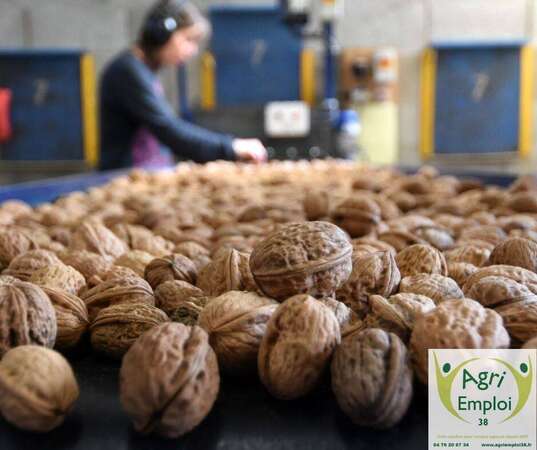 Photo de l'actualit� 0091 Ouvrier agricole polyvalent en nuciculture